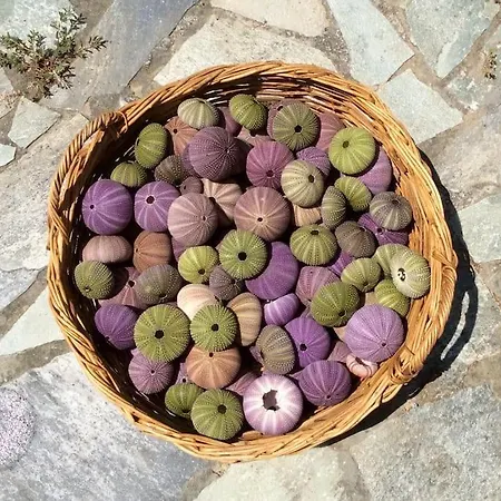 Owl's Nest/the Blue Nyaraló